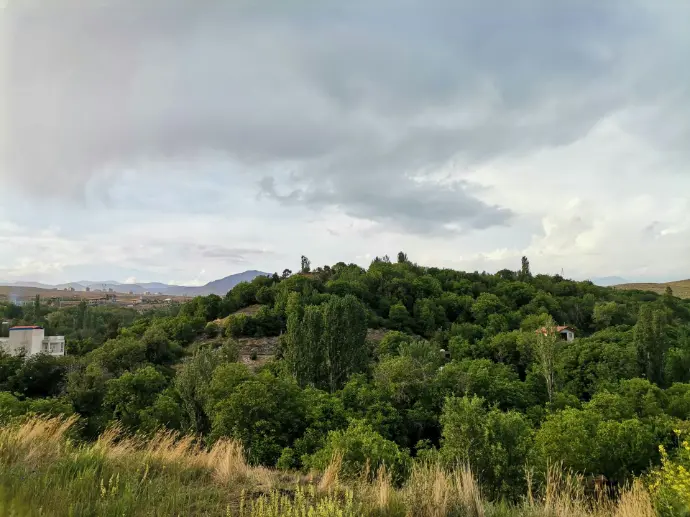 a lush green hillside covered in lots of trees